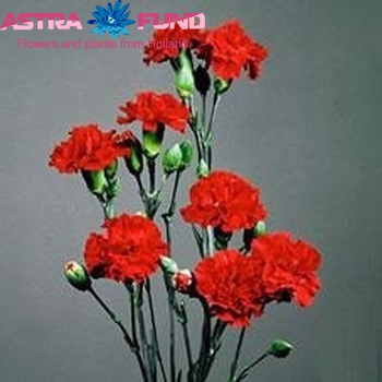 Dianthus tros 'Red Baron' Foto