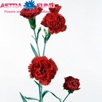 Dianthus tros Rony фото