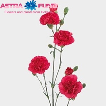 Dianthus tros 'Satisfaction' foto