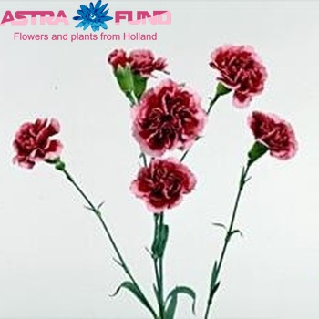 Dianthus tros Scarlet King Foto