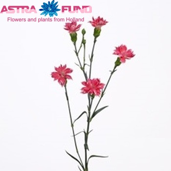 Гвоздика кустовая Star Cherry Tessino фото