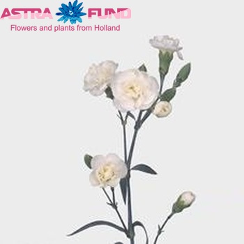 Dianthus tros 'White Fleurette' Foto