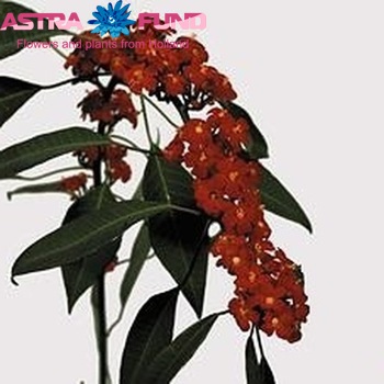 Euphorbia fulgens 'Red Surprise' фото