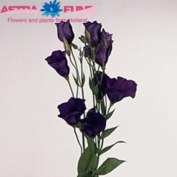 Eustoma  'Paloma Purple' Foto