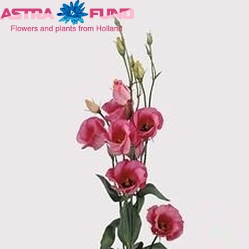 Eustoma 'Piccolo Rose' photo