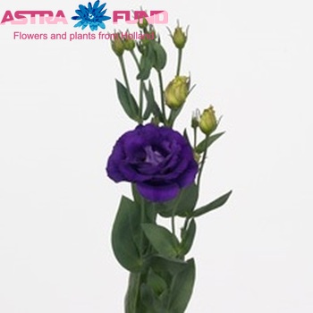 Eustoma 'Rosita Purple' Foto