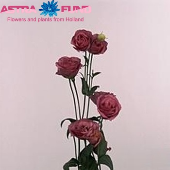 Eustoma 'Rosita Rose Pink' photo