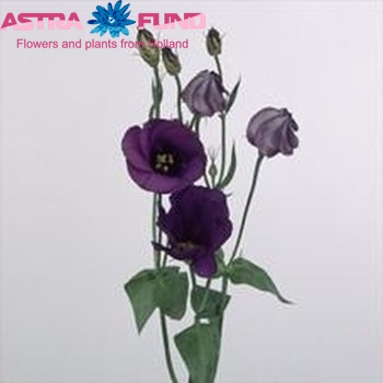 Eustoma russellianum enkelbloemig Caesar Violet Foto