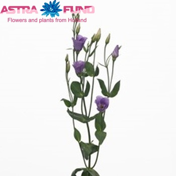 Eustoma russellianum enkelbloemig 'Cosmopolitan Lavender' Foto