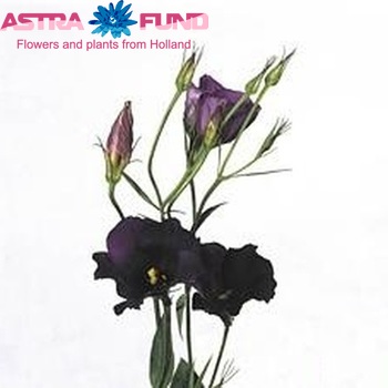 Eustoma russellianum enkelbloemig 'Kyoto Purple' Foto