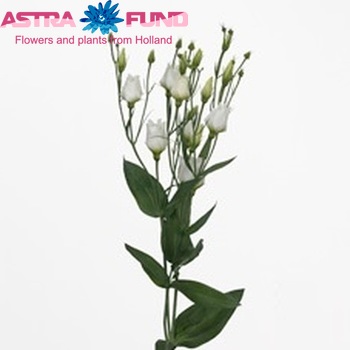 Eustoma russellianum enkelbloemig 'Million White' Foto