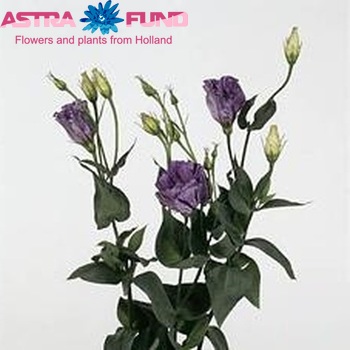 Eustoma russellianum enkelbloemig 'Nagoya striata' фото