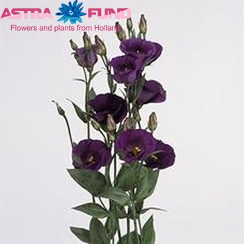 Eustoma russellianum enkelbloemig 'Piccolo Purple' photo