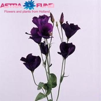 Eustoma russellianum enkelbloemig 'Polestar Purple' Foto