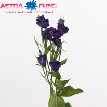Eustoma russellianum enkelbloemig 'Rondo Dark Purple' Foto