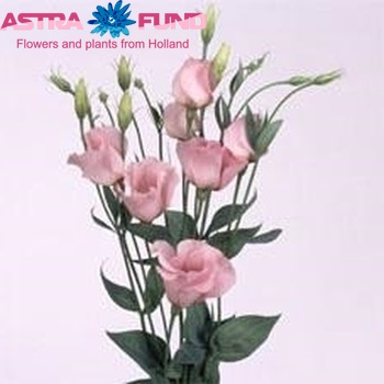 Eustoma russellianum enkelbloemig 'Twinkle Rose' photo