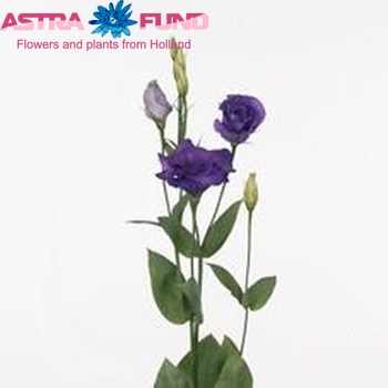 Eustoma russellianum gevuldbloemig 'Advantage Purple' Foto