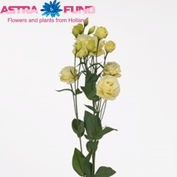 Eustoma russellianum gevuldbloemig 'Arena Gold' Foto