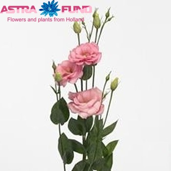 Eustoma russellianum gevuldbloemig 'Arena Pink' photo