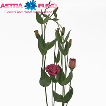 Eustoma russellianum gevuldbloemig 'Arena Red' Foto