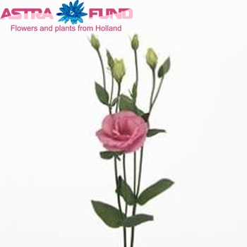 Eustoma russellianum gevuldbloemig 'Arena Rose' photo