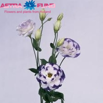 Eustoma russellianum gevuldbloemig 'Balboa Blue Rim' zdjęcie