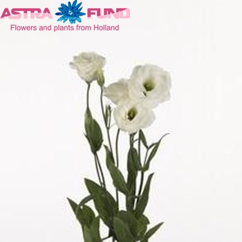 Eustoma russellianum gevuldbloemig Borealis White zdjęcie