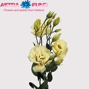 Eustoma russellianum gevuldbloemig 'Echo Geel' фото