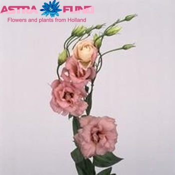 Eustoma russellianum gevuldbloemig 'Echo Pink' Foto