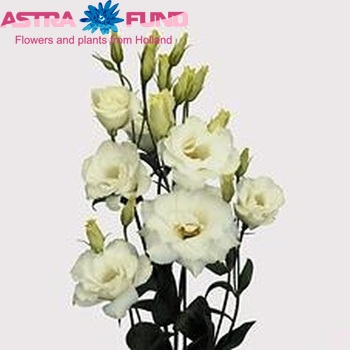 Eustoma russellianum gevuldbloemig 'Echo Pure White' Foto