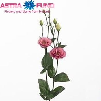 Eustoma russellianum gevuldbloemig 'Excalibur Rose Pink' Foto