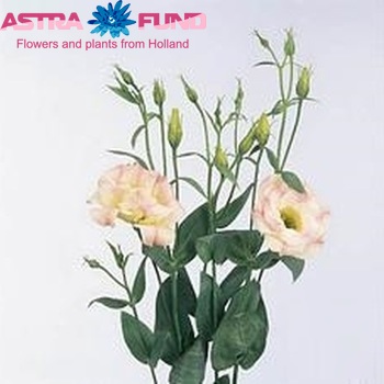 Eustoma russellianum gevuldbloemig 'Magic Champagne' zdjęcie