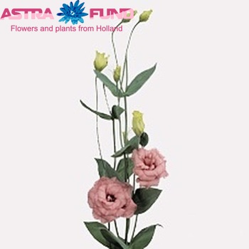 Eustoma russellianum gevuldbloemig 'Magic Pink' Foto