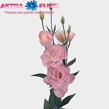 Eustoma russellianum gevuldbloemig 'Mariachi Misty Pink' фото