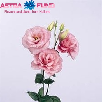 Eustoma russellianum gevuldbloemig 'Mariachi Pink' Foto