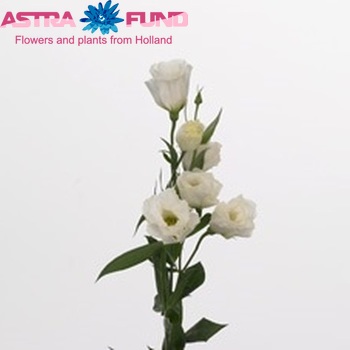 Eustoma russellianum gevuldbloemig 'Mazurka White' photo
