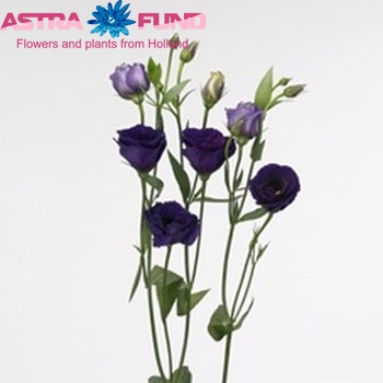 Eustoma russellianum gevuldbloemig 'Menuet Dark Purple' фото