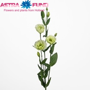 Eustoma russellianum gevuldbloemig 'Revolution Green' photo