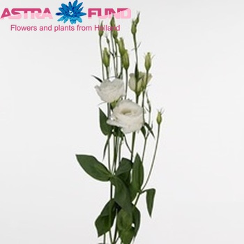 Eustoma russellianum gevuldbloemig 'Revolution White' photo