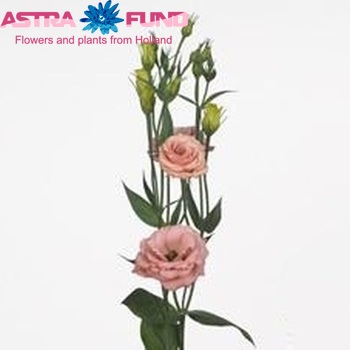 Eustoma russellianum gevuldbloemig 'Rosita Apricot' Foto