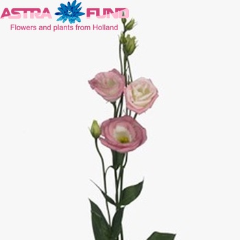 Eustoma russellianum gevuldbloemig 'Rosita Hot Lips' Foto