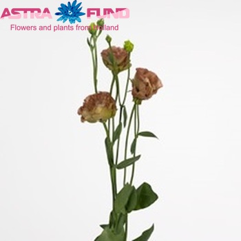 Eustoma russellianum gevuldbloemig 'Wonderous Double Brown' Foto