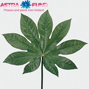 Fatsia japonica (blad) photo