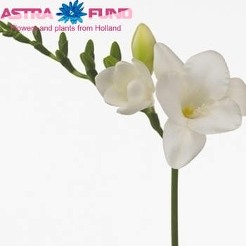 Фрезия одноцветковая 'Speedy White' фото