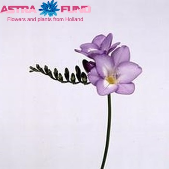 Фрезия одноцветковая 'Xenia' фото