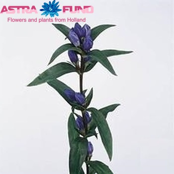 Gentiana triflora 'Royal Blue' Foto