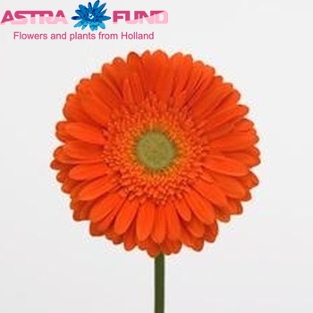 Gerbera grootbloemig 'Firestarter' foto