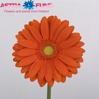 Gerbera grootbloemig Havana foto