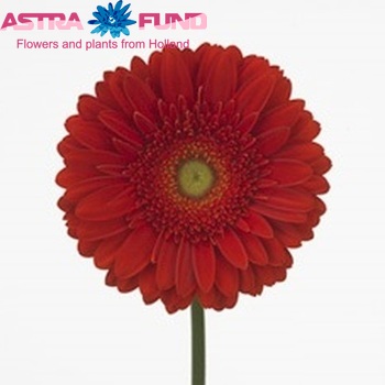 Gerbera grootbloemig 'Heartbeat' foto