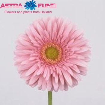 Gerbera grootbloemig 'Maroussia' foto